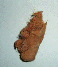 bolaspelo1